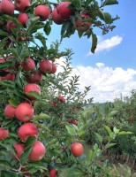 Pomares de maçãs são mais produtivos com uso de irrigação