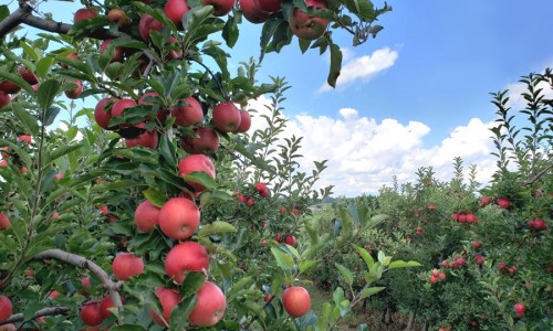<h2><a href="https://nordesterural.com.br/pomares-de-macas-sao-mais-produtivos-com-uso-de-irrigacao/">Pomares de ma&ccedil;&atilde;s s&atilde;o mais produtivos com uso de irriga&ccedil;&atilde;o</a></h2>Estudos cient&iacute;ficos desenvolvidos pela Embrapa Uva e Vinho (RS) comprovaram que a associa&ccedil;&atilde;o entre irriga&ccedil;&atilde;o e aduba&ccedil;&atilde;o (fertirriga&ccedil;&atilde;o) &eacute; capaz de driblar os efeitos negativos das mudan&ccedil;as clim&aacute;ticas no cultivo