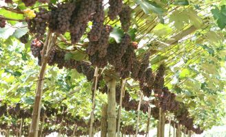 Orientações para que o agricultor possa começar uma produção de uva