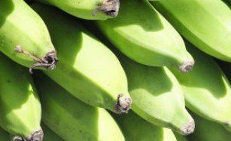 Uma nova cultivar de bananeira para agricultura familiar
