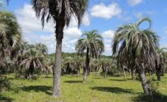 A importância do Butiás para a vida de pequenos agricultores