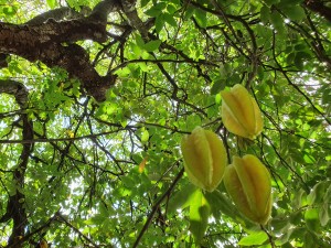 carambola - nina