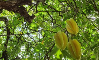Combate a mosca-da-carambola e outras frutas vão ter continuidade