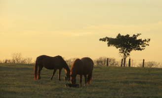 O jeito certo no manejo, nutrição, saúde e bem-estar na criação de cavalos