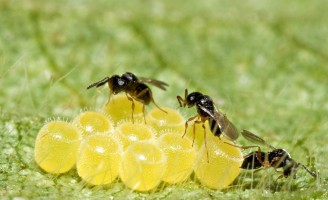 Como usar o controle químico ou biológico para acabar com as pragas no campo