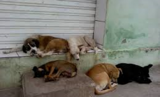 Conselho Regional de Medicina Veterinária afirma que animais não transmitem a Covid-19