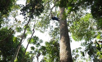 Seca provocado por eventos climáticos promove redução das florestas tropicais