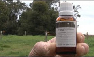 A homeopatia aplicada no rebanho ajuda a reduzir despesas com medicamentos