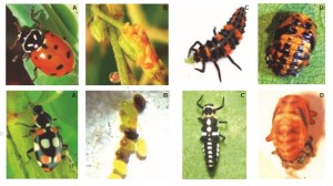 livro - identifica besouros