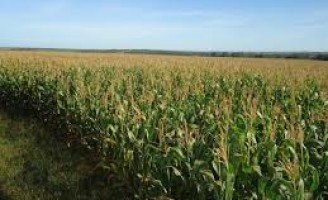 Produtividade do milho na região sul foi prejudicada por conta das mudanças climáticas