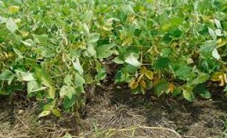 Manejo consorciado no cerrado da região do Matopiba tem bons resultados