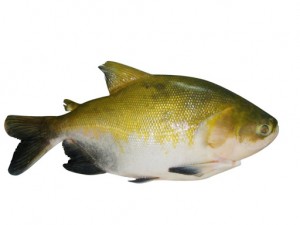 tambaqui