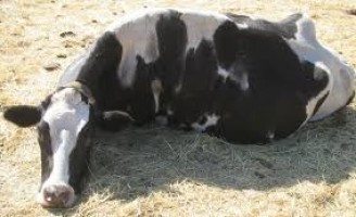 Indenização para animais doentes abatidos fica mais rápida com informe eletrônico