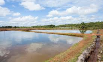 Cuidados na construção de viveiros escavados para produção de peixes