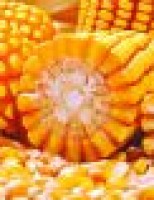 Milho tem boa produtividade e anima agricultores para novos investimentos