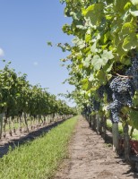 Uva tannat bate recorde na colheita deste ano no Uruguai