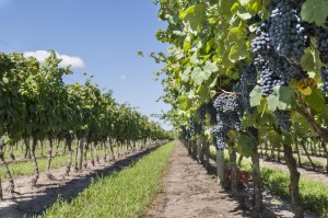 Uva Tannat - Bodegas viñedos Leo Correa