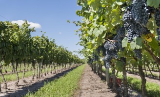 Uva tannat bate recorde na colheita deste ano no Uruguai