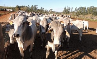 Brasil quer reconhecimento para uma nova área livre de aftosa sem vacinação