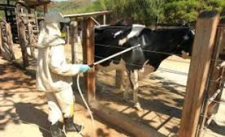 Como aplicar remédio no controle de carrapatos em bovinos