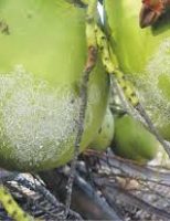 Como combater o ataque da mosca-branca do coqueiro