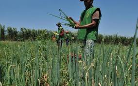 Começam as fiscalizações das Operações do Proagro no Brasil