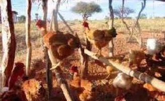 Mais renda e alimentação garantida para o agricultor com a criação de galinha caseira