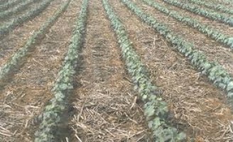 Atenção para os estados onde se deve plantar arroz e algodão