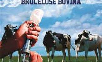 Ministério da Agricultura inicia cadastramento de veterinários para vacinação da brucelose
