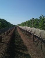 Estudos confirmam uma nova região produtora de vinhos no Brasil