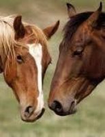 Como manter a imunidade dos cavalos com boa alimentação e cuidados especiais