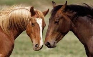 Como manter a imunidade dos cavalos com boa alimentação e cuidados especiais