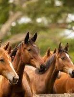 Criação de equinos exige protocolo sanitário para garantir mais qualidade na tropa