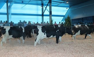 Uma tecnologia para oferecer mais conforto e produtividade nos estábulos de criação bovina