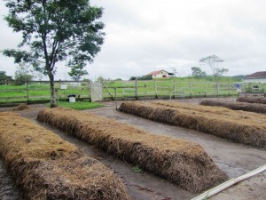 compostagem leirões