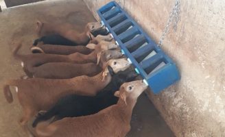 Cordeiros podem ser alimentados artificialmente através de um suporte de aleitamento
