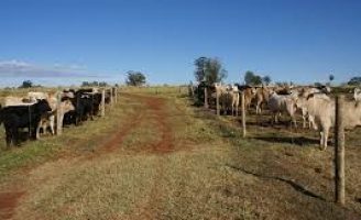 Um método de desmama racional para os bezerros ajuda no desenvolvimento animal