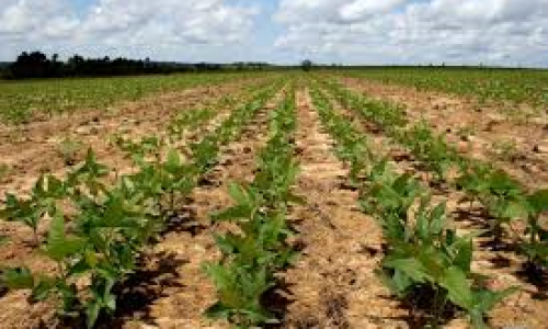 <h2><a href="https://nordesterural.com.br/orientacoes-para-um-bom-plantio-de-feijao/">Orienta&ccedil;&otilde;es para um bom plantio de feij&atilde;o</a></h2>Qualquer variedade de feij&atilde;o pode ser plantada segundo as orienta&ccedil;&otilde;es que ser&atilde;o apresentadas a seguir, bem como, &eacute; poss&iacute;vel uma boa adapta&ccedil;&atilde;o para qualquer ambiente e solo rural. Para quem
