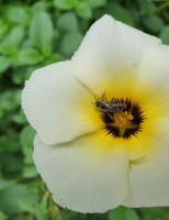 Pólen na flor branca