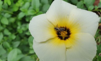 Pólen na flor branca