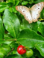 A Borboleta na acerola