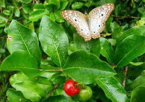 foto - boboleta na acerola