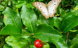 A Borboleta na acerola