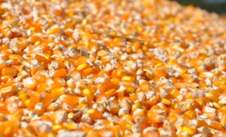Agricultores do semiárido brasileiro recebem doação de 10 toneladas de sementes