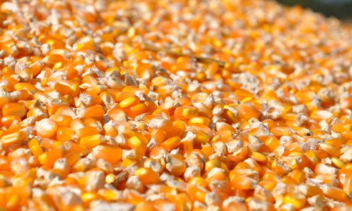 <h2><a href="https://nordesterural.com.br/agricultores-do-semiarido-brasileiro-recebem-doacao-de-10-toneladas-de-sementes/">Agricultores do semi&aacute;rido brasileiro recebem doa&ccedil;&atilde;o de 10 toneladas de sementes</a></h2>A doa&ccedil;&atilde;o &eacute; feita atrav&eacute;s do Projeto Lagos do S&atilde;o Francisco, uma iniciativa da Embrapa Semi&aacute;rido (Petrolina-PE) em parceria com a Chesf e BNDES. &nbsp;Agricultores familiares dos estados de Pernambuco,