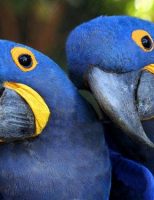 Conheça algumas das aves consideradas “românticas” na fauna brasileira