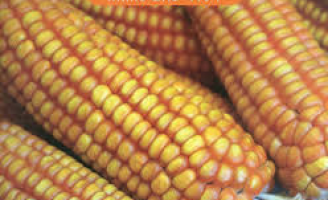 Uma semente de milho fortificada e mais produtivo começa a ser plantada no Nordeste
