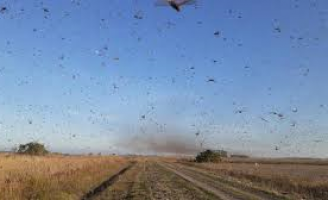 Brasil continua em alerta mas nuvem de gafanhotos se desloca em direção ao Uruguai