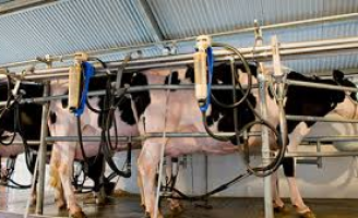 Fazendas produtoras de leite aumentam os cuidados de higiene para evitar o Covid-19