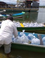 O Rio São Francisco recebe 50 mil alevinos de piau e curimatã